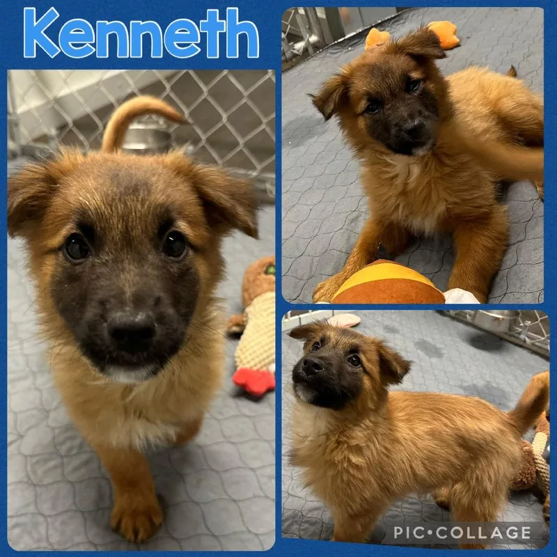 A baby medium-sized male Brown / Chocolate Mixed Breed dog named Kenneth for adoption in Opelika, AL