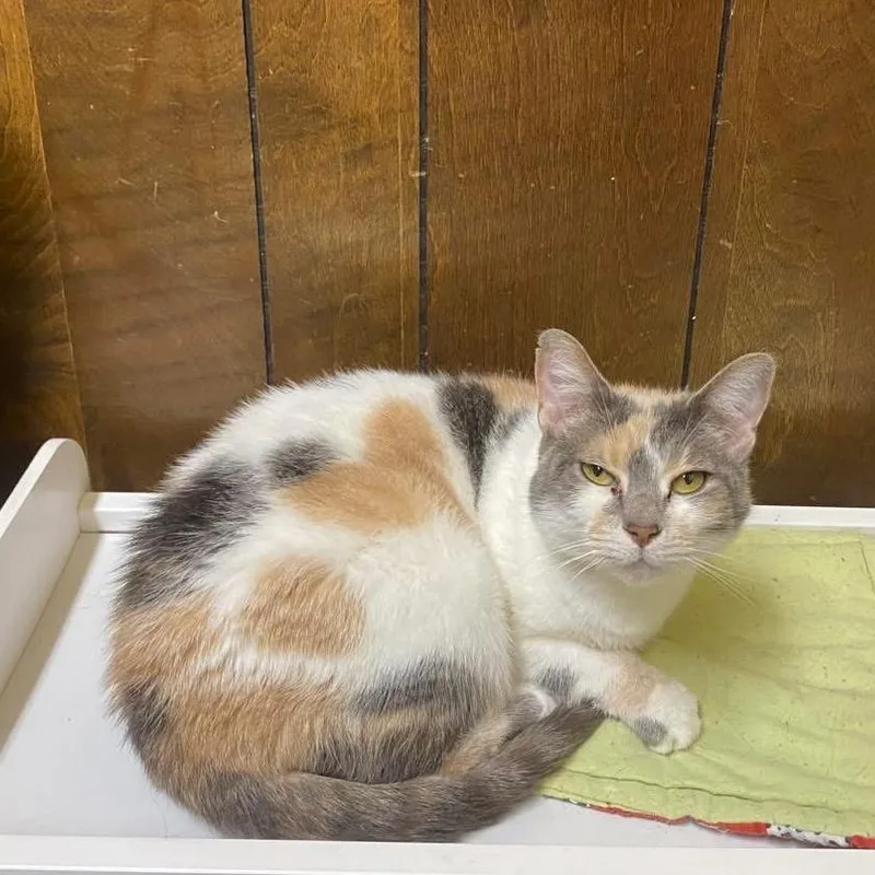 An adult medium-sized female Calico Domestic Short Hair cat named Isis for adoption in Union, MO