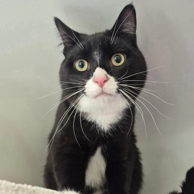 A young medium-sized male Black Domestic Short Hair cat named Tux for adoption in Newark, NJ