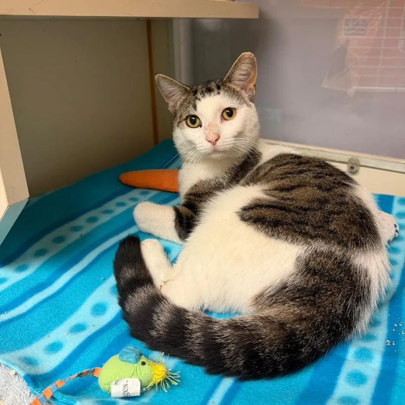 An adult medium-sized male White American Shorthair cat named Unc for adoption in South Elgin, IL