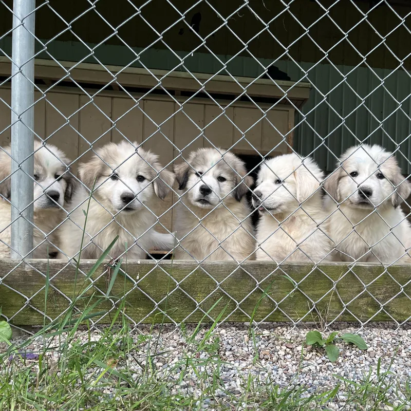 A baby large-sized male Great Pyrenees dog named Puppies for adoption in Stockbridge, MI