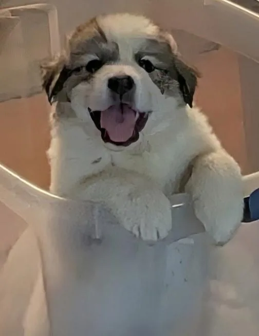 Puppies thumbnail 2