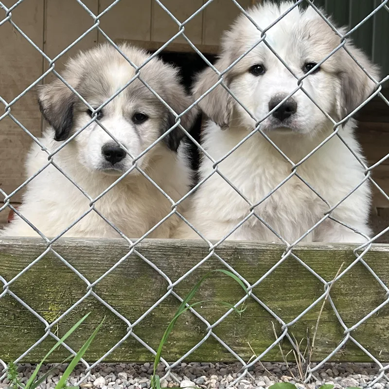 Puppies thumbnail 3