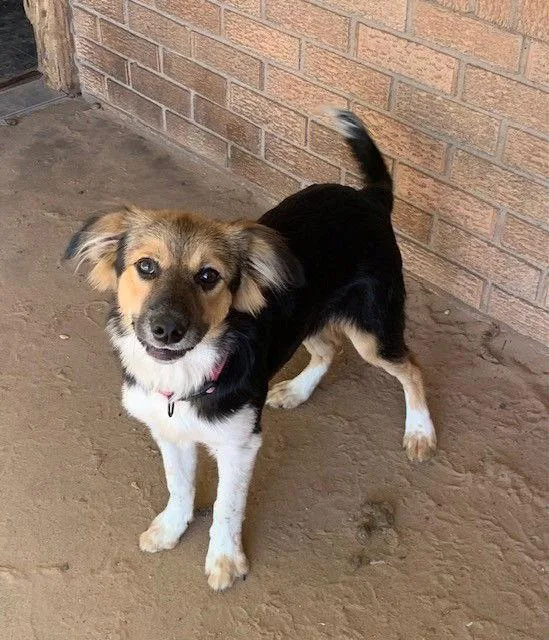 Penelope thumbnail 3