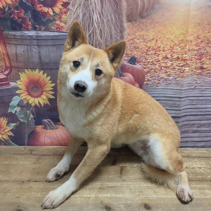 An adult medium-sized female Yellow / Tan / Blond / Fawn Shiba Inu dog named Suki Sue for adoption in Normal, IL