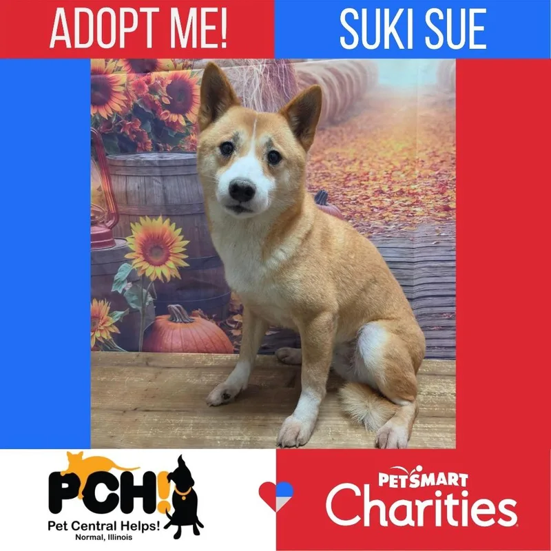 Suki Sue thumbnail 4