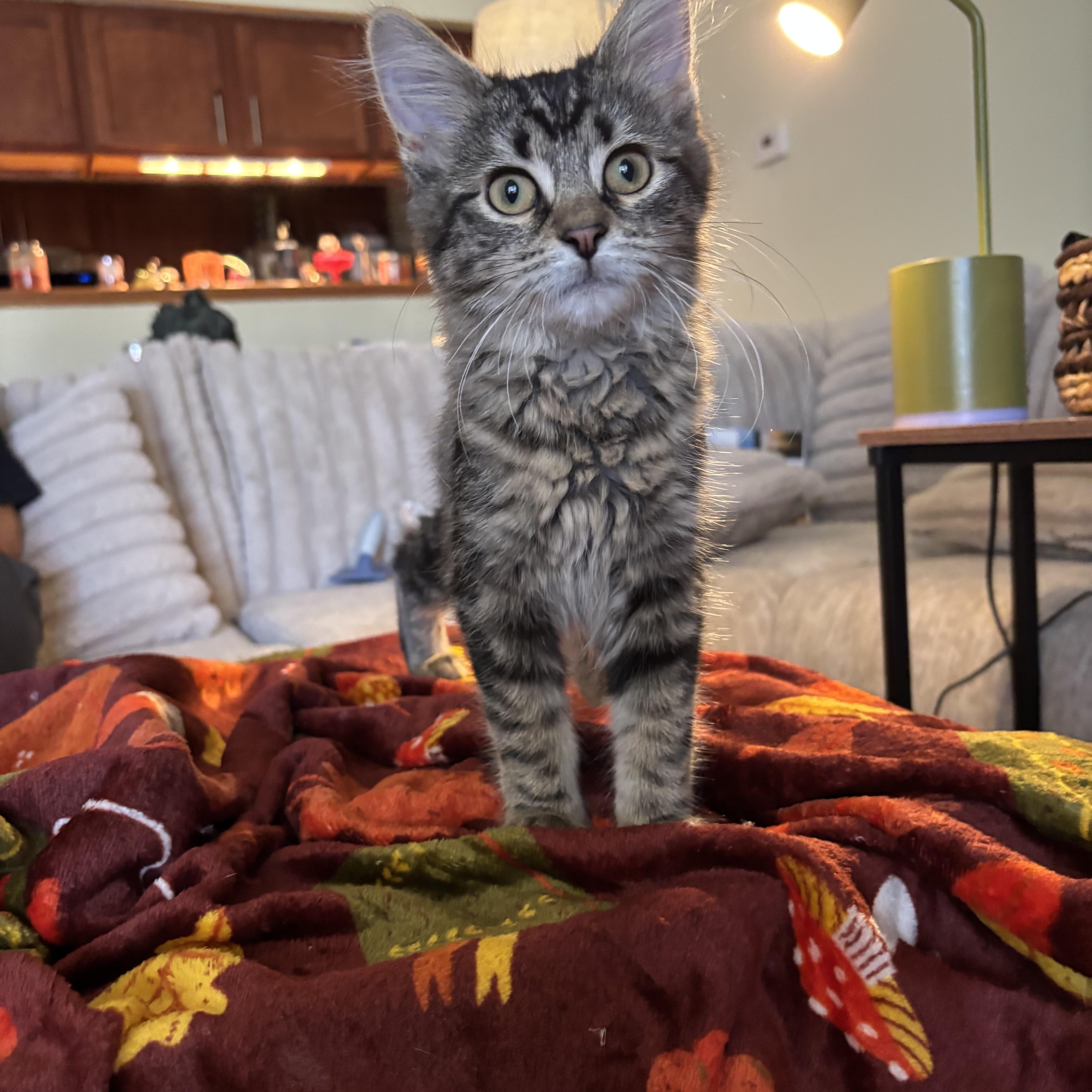 A baby medium-sized female Maine Coon cat named Shrew for adoption in Crown Point, IN