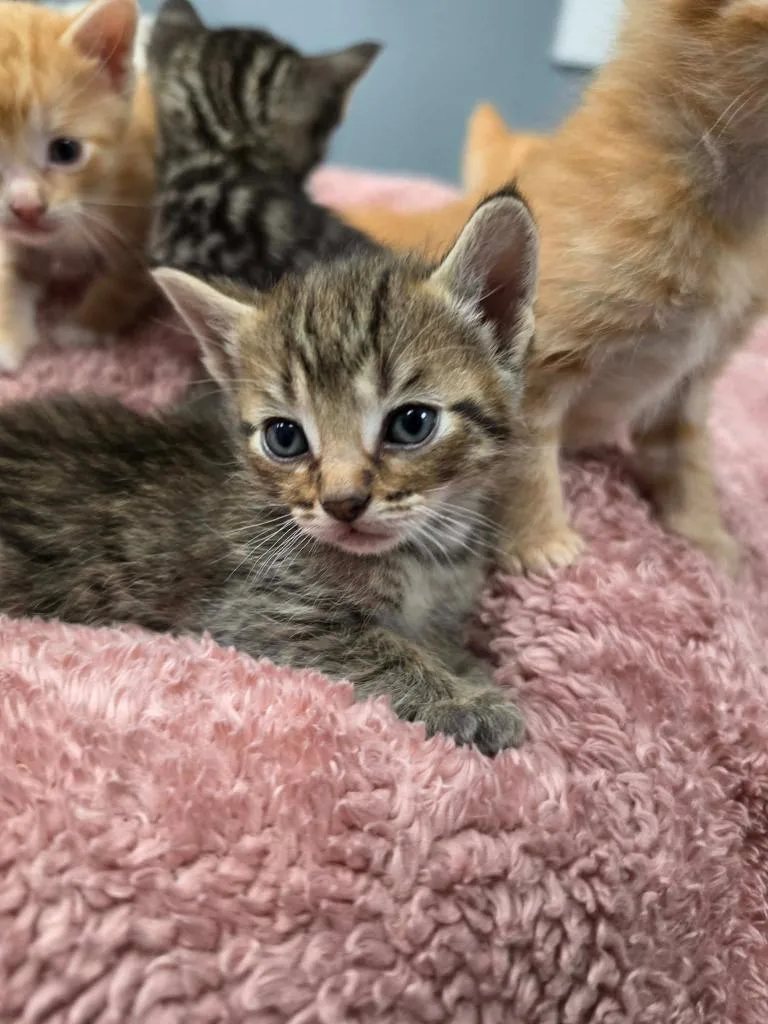 A young small-sized male Tabby (Buff / Tan / Fawn) Domestic Short Hair cat named Truman Tiger for adoption in Tyler, TX