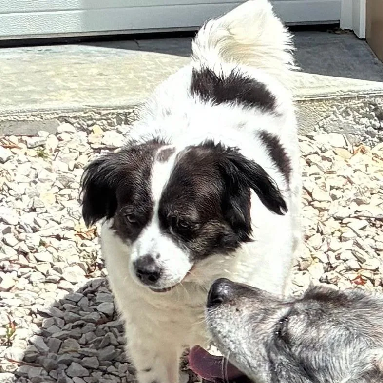 An adult small-sized female White / Cream Border Terrier dog named Jessie for adoption in Jasper, IN