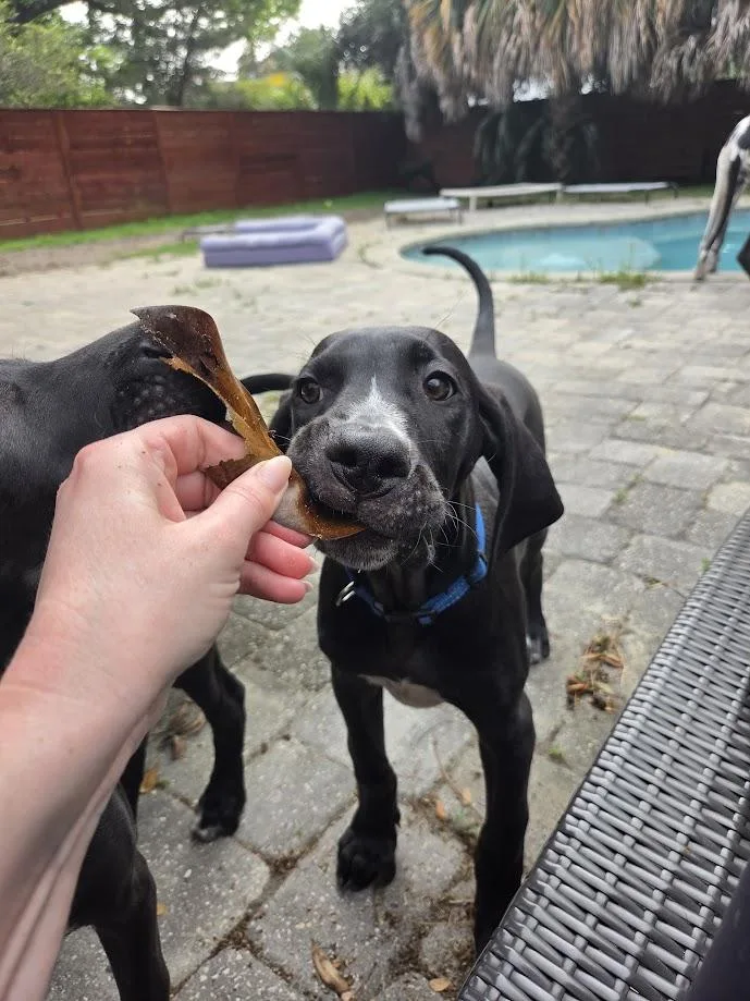 Zonks