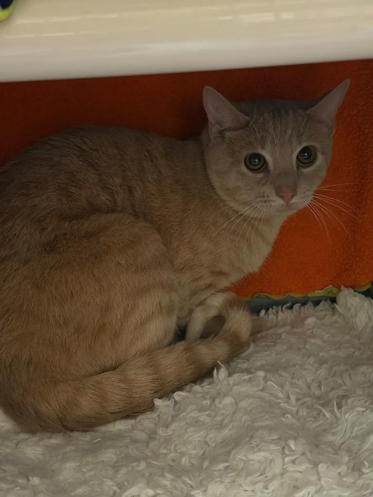 A young large-sized male Domestic Short Hair cat named Hurricane for adoption in Olean, NY