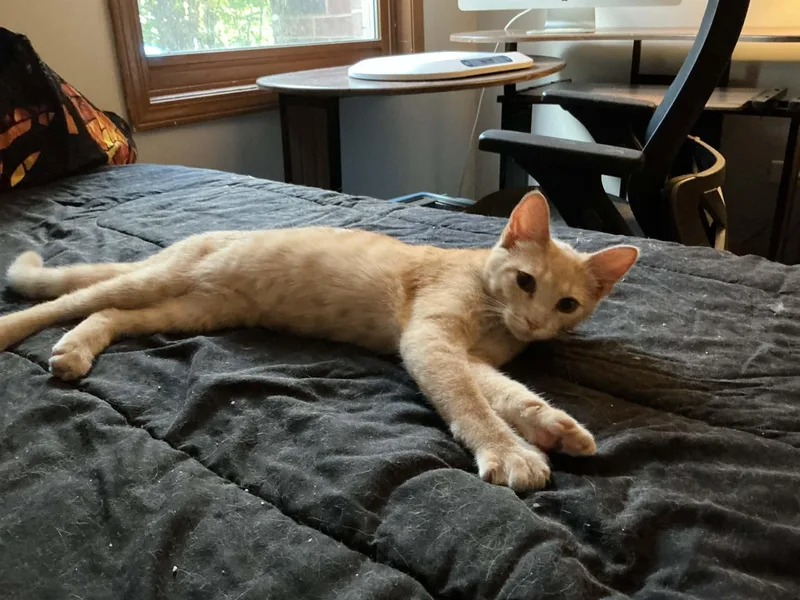 A young medium-sized female Domestic Short Hair cat named Cheddar for adoption in Crystal Lake, IL