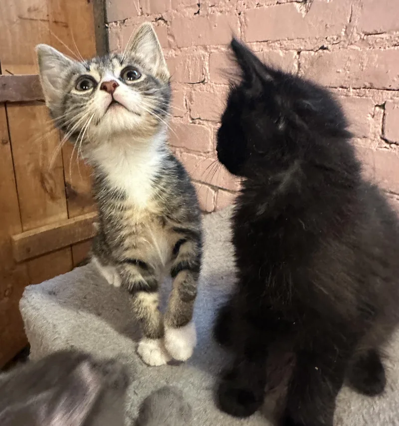 A baby small-sized female Tabby (Brown / Chocolate) Domestic Short Hair cat named Skimmer for adoption in Milwaukee, WI