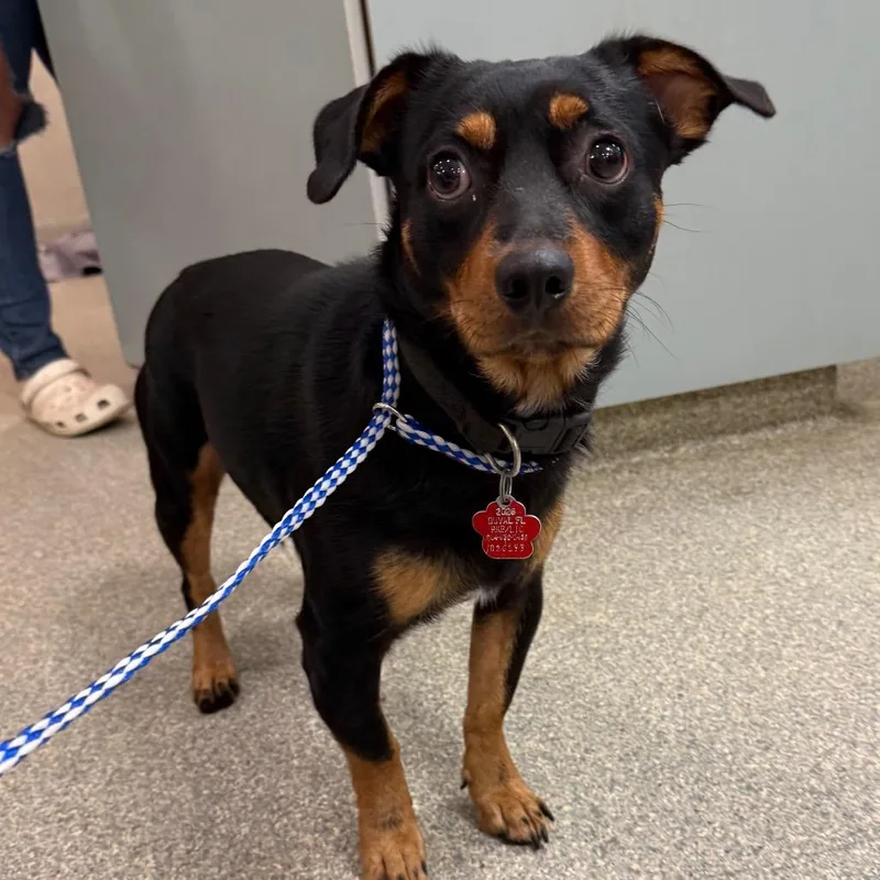 An adult small-sized male Black Mixed Breed dog named Dempsey for adoption in Jacksonville, FL