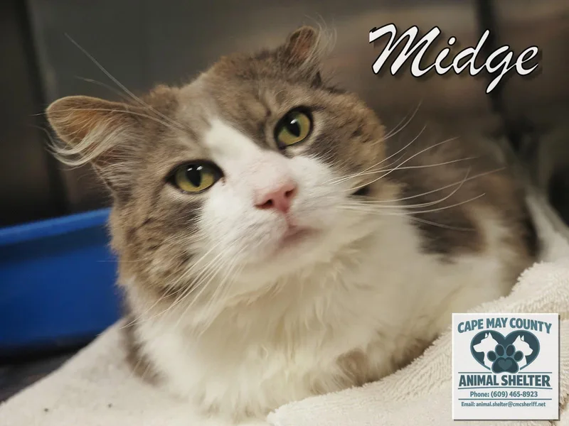A senior medium-sized male Domestic Short Hair cat named Midge for adoption in Cape May Court House, NJ