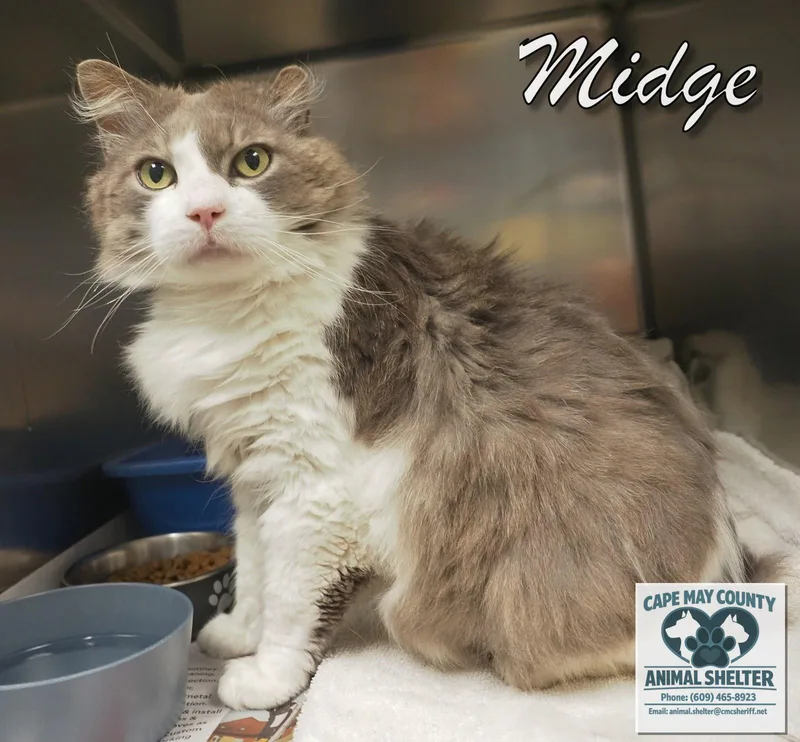 Midge thumbnail 2