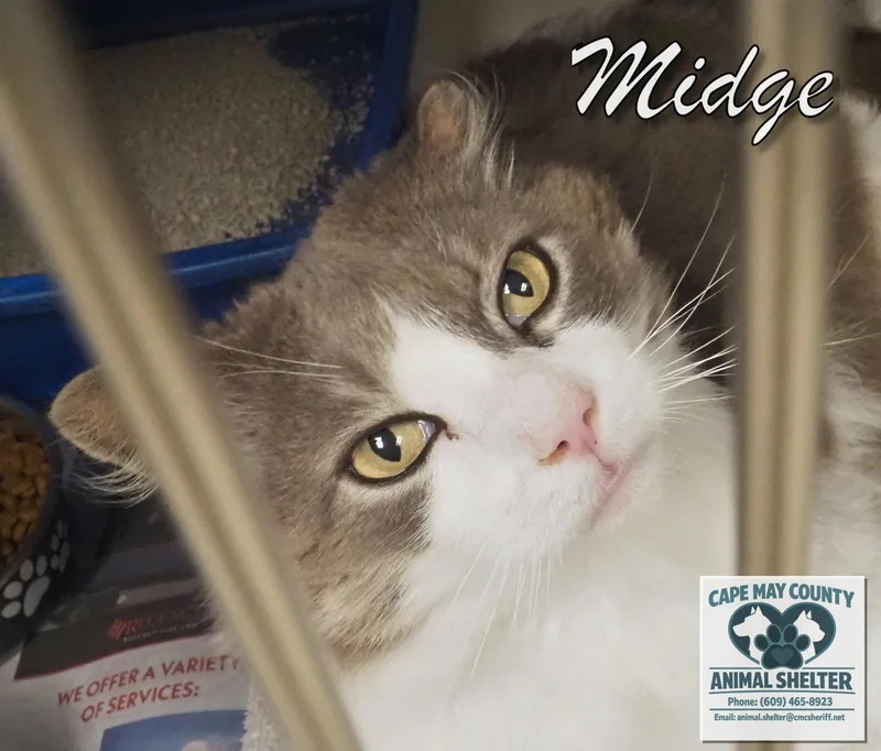 Midge thumbnail 3