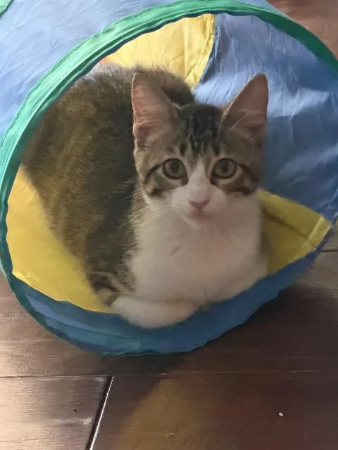 A baby small-sized female Domestic Short Hair cat named Sugar for adoption in New Braunfels, TX