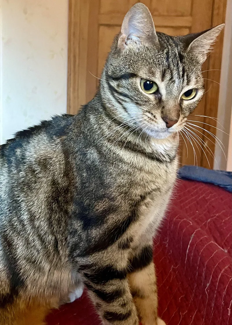 A young medium-sized female Tabby (Brown / Chocolate) Bengal cat named Elle for adoption in Middletown, DE