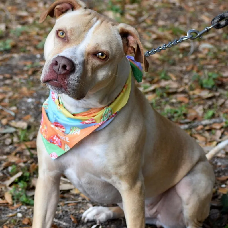 An adult large-sized female Apricot / Beige American Staffordshire Terrier dog named Luna for adoption in Indiantown, FL