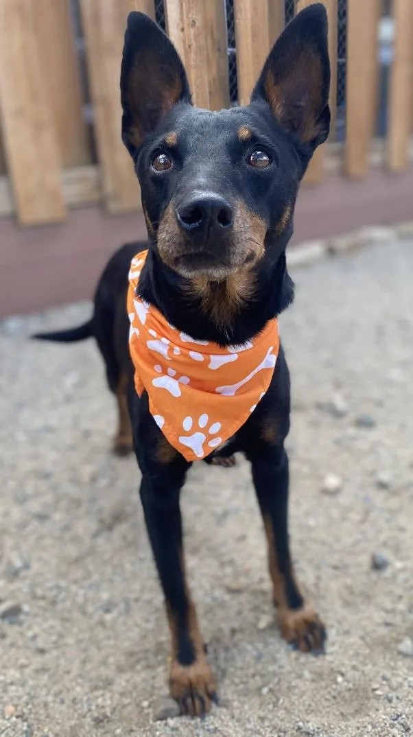An adult small-sized male Black Miniature Pinscher dog named Georgie for adoption in Buena Vista, CO