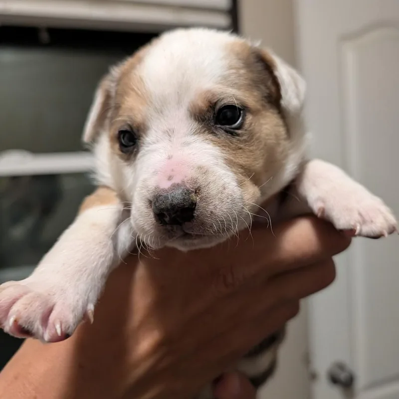 A baby small-sized male Yellow / Tan / Blond / Fawn Mixed Breed dog named Tent for adoption in Park City, UT