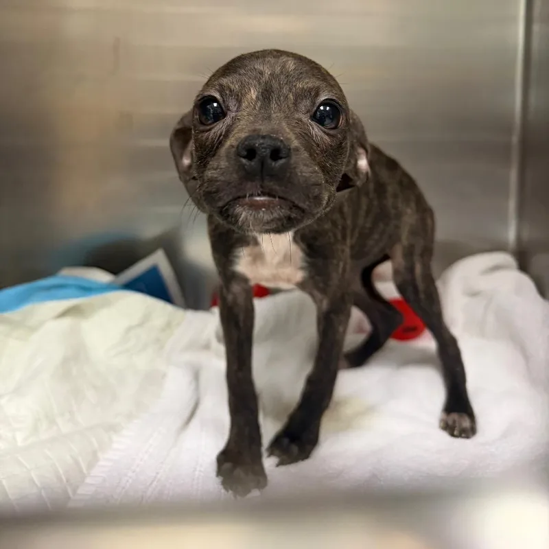 A baby small-sized female Brindle Mixed Breed dog named Dumbo for adoption in Charleston, WV