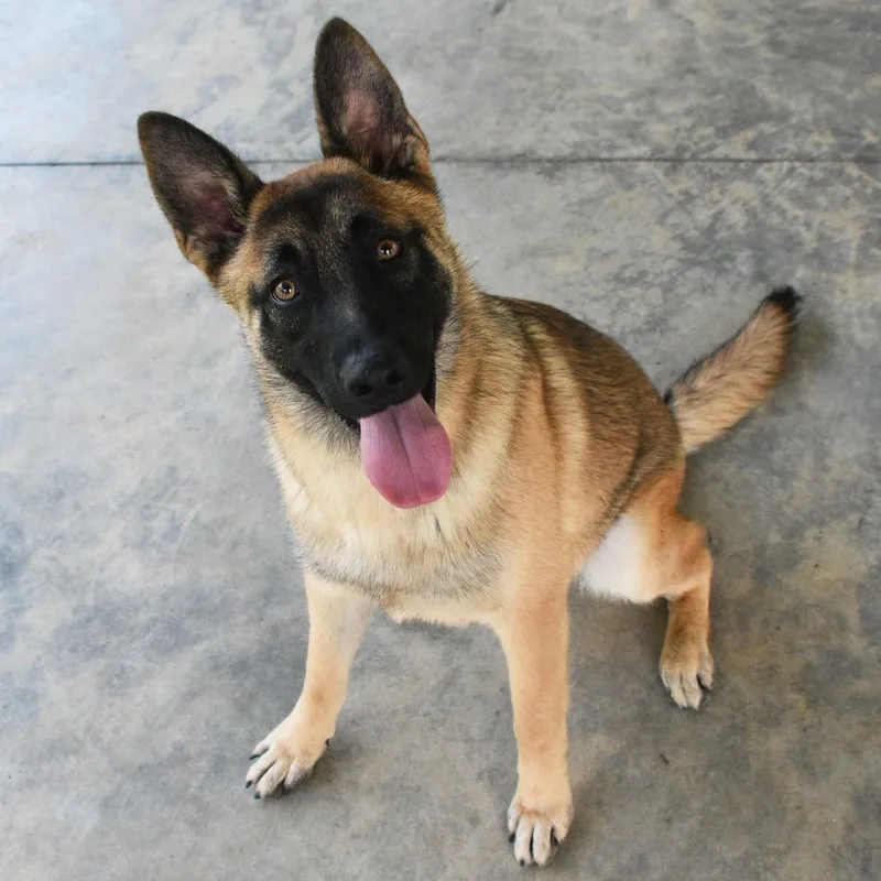 A young medium-sized male Yellow / Tan / Blond / Fawn Shepherd dog named Kota for adoption in Columbus, NC