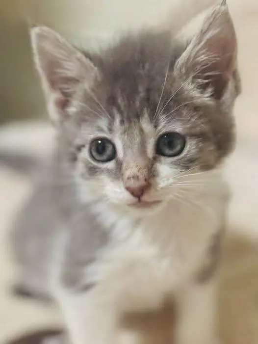 A baby medium-sized female Gray & White Domestic Short Hair cat named Diana for adoption in Palisades Park, NJ