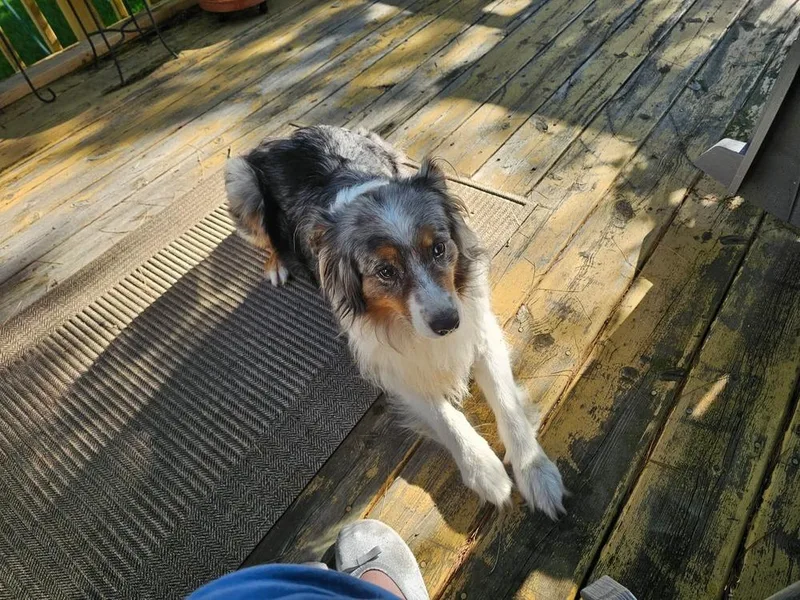 An adult medium-sized female Merle (Blue) Australian Shepherd dog named Lola nka Lovey for adoption in Ringwood, IL