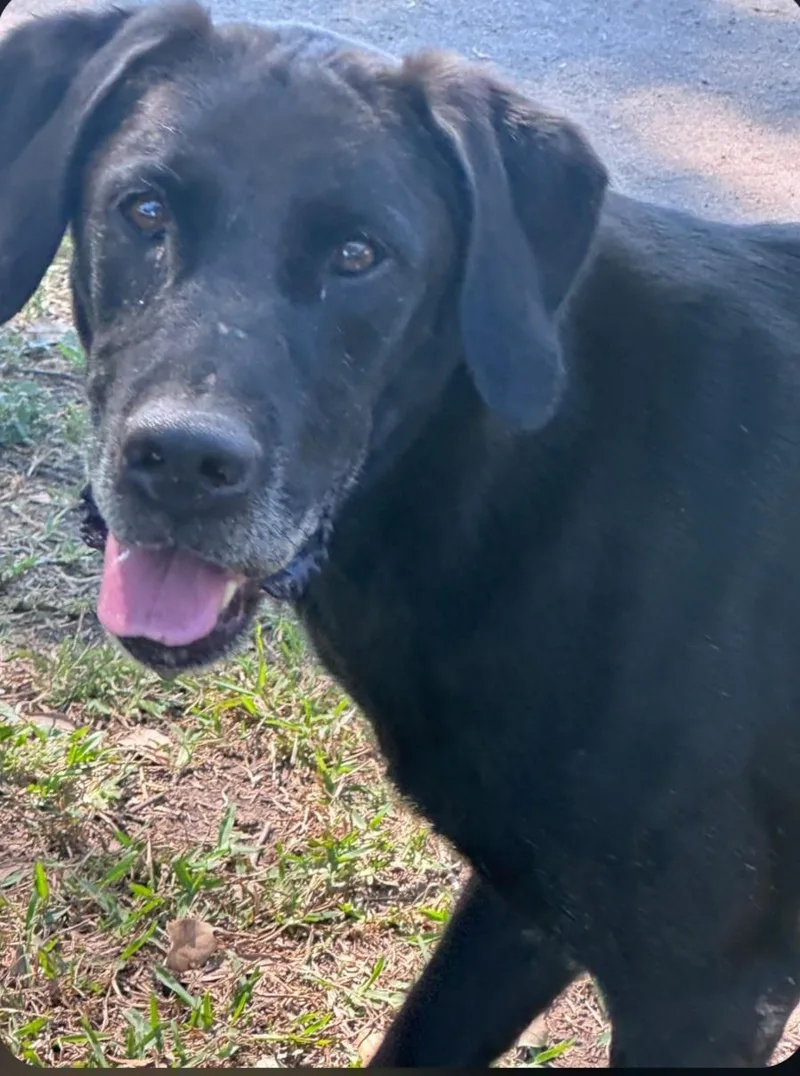 An adult medium-sized female Black Labrador Retriever dog named Tiffany for adoption in Houston, TX
