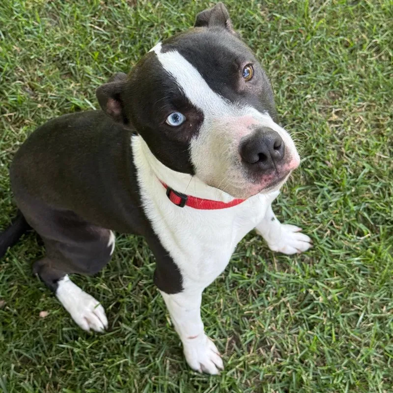 A young small-sized male Black Pit Bull Terrier dog named Blue for adoption in Bristol, IN