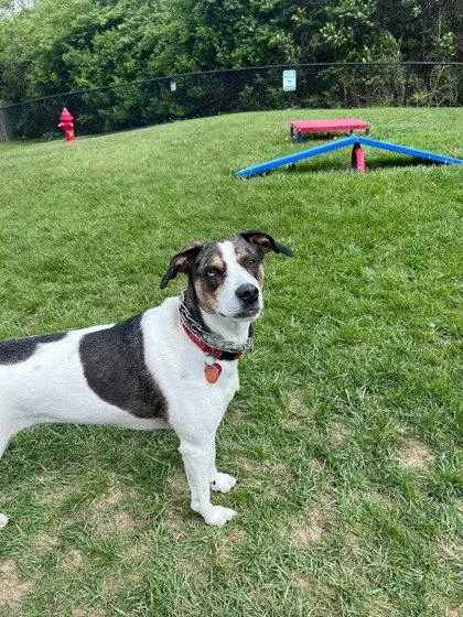 An adult medium-sized female Beagle dog named Shirley for adoption in Newport, KY