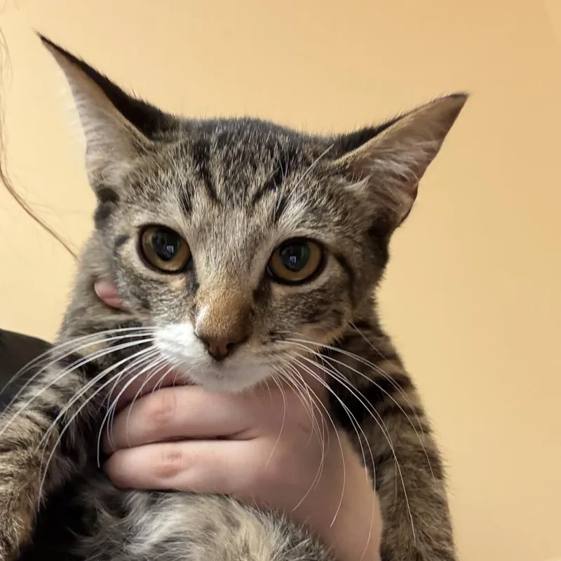 A baby small-sized female Brown / Chocolate Domestic Short Hair cat named FWT Vivian for adoption in Midland, TX