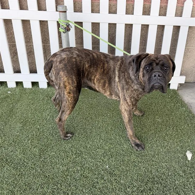 An adult large-sized female Mastiff dog named A for adoption in Modesto, CA