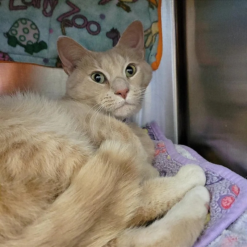 A senior large-sized male Domestic Short Hair cat named Pippin for adoption in Nashville, IN