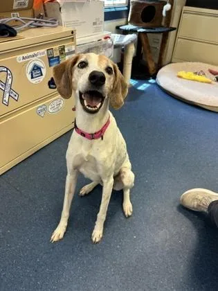 A senior medium-sized female Hound dog named Pip for adoption in King William, VA