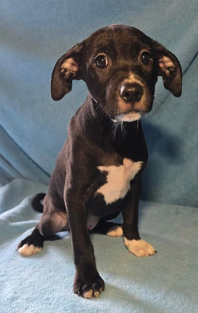 A baby medium-sized female Black Pit Bull Terrier dog named Angelica for adoption in Manhattan, NY
