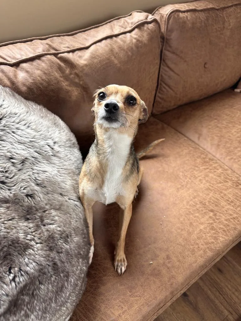 An adult small-sized female Tricolor (Brown, Black, & White) Chihuahua dog named Waffles for adoption in Arroyo Grande, CA