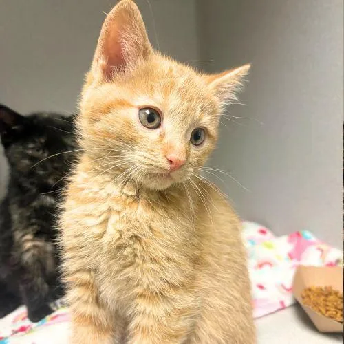 A baby small-sized male Domestic Short Hair cat named Colby Jack for adoption in Aurora, CO