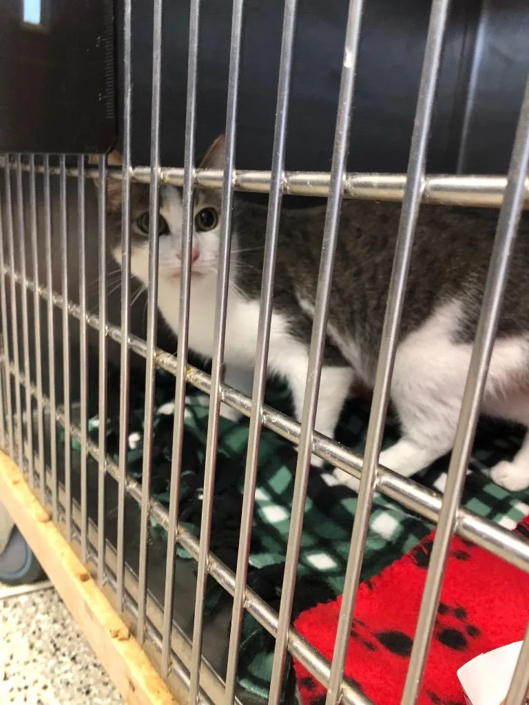 A young medium-sized male Domestic Short Hair cat named Doug for adoption in Columbia, TN