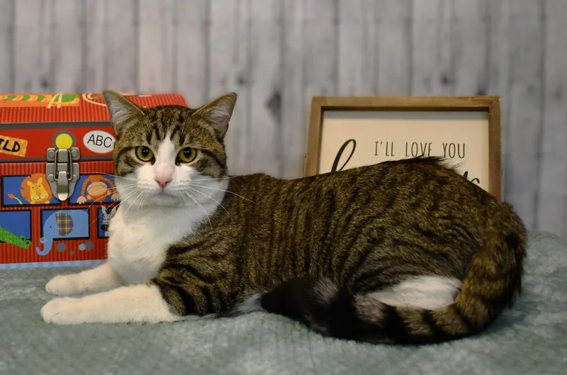 A young extra large-sized male Domestic Short Hair cat named Chase for adoption in Roanoke, TX