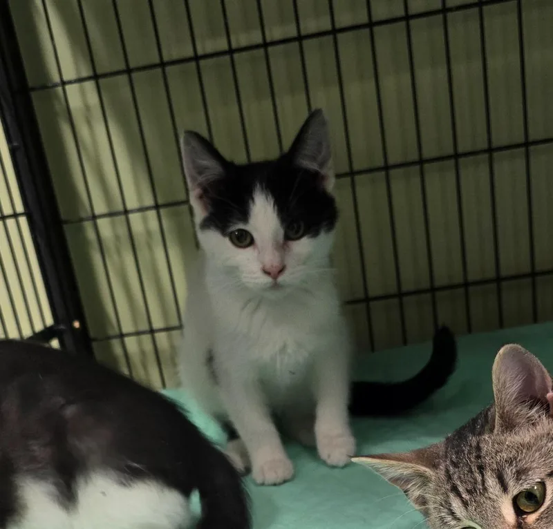 A baby medium-sized female Domestic Short Hair cat named Beaker for adoption in Auburn, IN