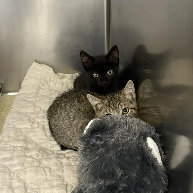 A baby small-sized male Black Domestic Short Hair cat named Batman for adoption in Dickinson, TX