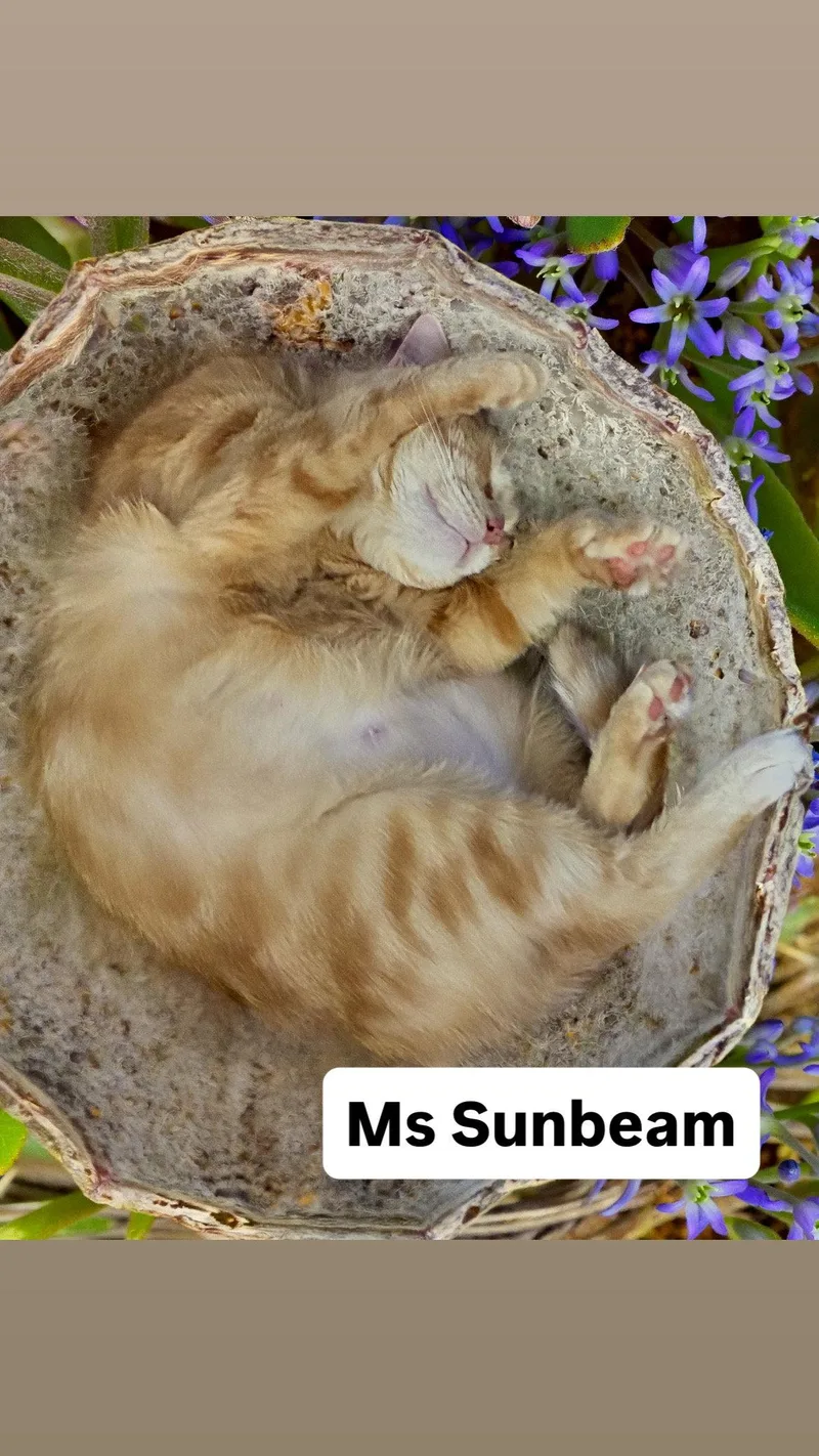 A young medium-sized female Orange / Red Domestic Short Hair cat named Ms Sunbeam At Martinez for adoption in Walnut Creek, CA