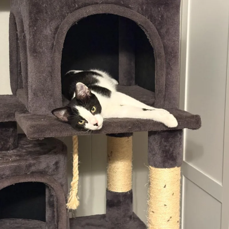 A baby small-sized female Domestic Short Hair cat named Star for adoption in Wichita, KS