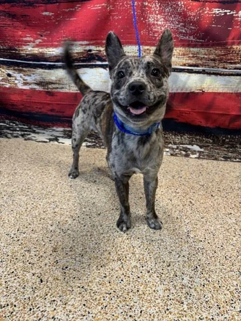 A young medium-sized male Catahoula Leopard Dog dog named Gucci for adoption in Miami, FL