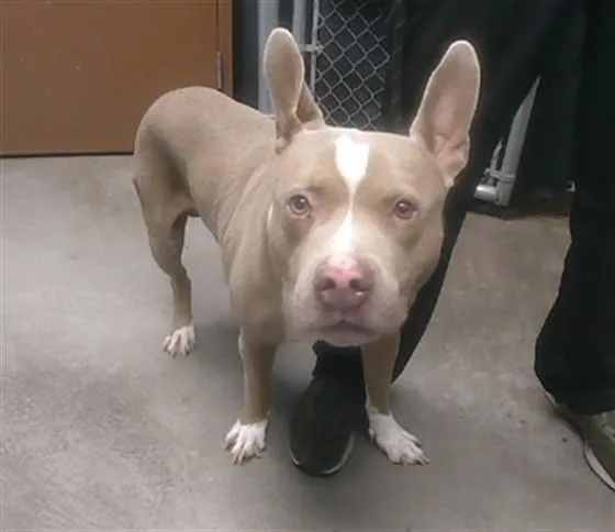 An adult large-sized male Pit Bull Terrier dog named Mr Pig for adoption in Phoenix, AZ