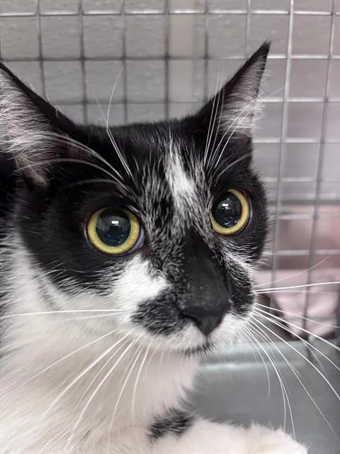 A young medium-sized female Domestic Medium Hair cat named Sienna for adoption in Las Vegas, NV