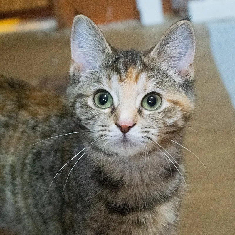 Honey Bunches Of Oats